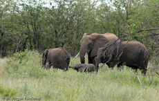 Afrikanischer Elefant (121 von 131).jpg